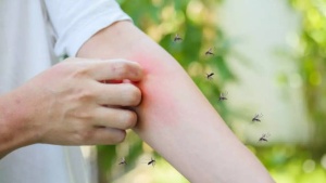 Dengue cases rise again: here's how to remain safe