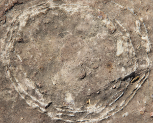 The biggest dinosaur hatchery is in India: Scared 'kuldevta' stones identified as 70 million years old fossilised dinosaur eggs