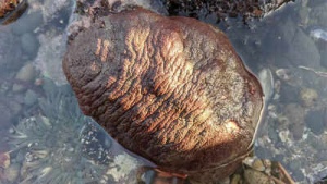 Study reveals nature's hardest teeth: Chitons inspire future material design