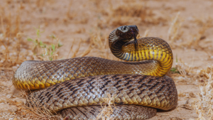 Which country has the most venomous snakes?