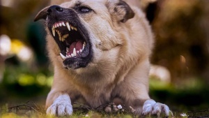 How to protect yourself from street dogs: Safety tips that work